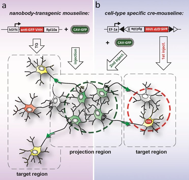 Diversity matters  heterogeneity of dopaminergic neurons in the ...