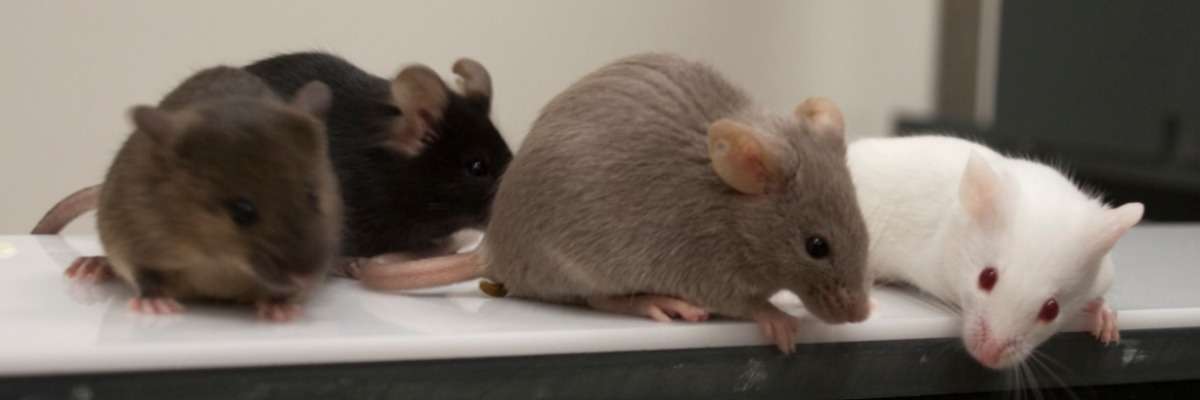 Drunken mice get aggressive on Alzheimerâs drugs