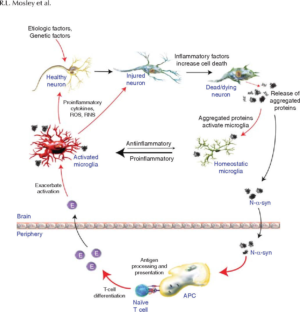 Figure 1 from Inflammation and adaptive immunity in Parkinson