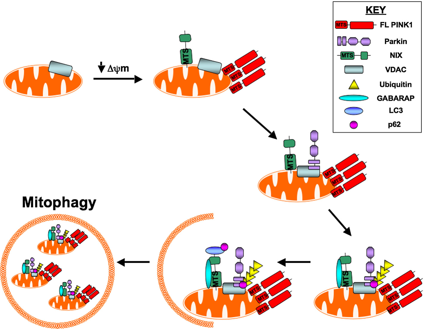 Figure 2 from Mitophagy and Parkinson