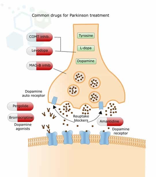 Neural Stem Cell Therapy for Parkinsons Disease [PD]