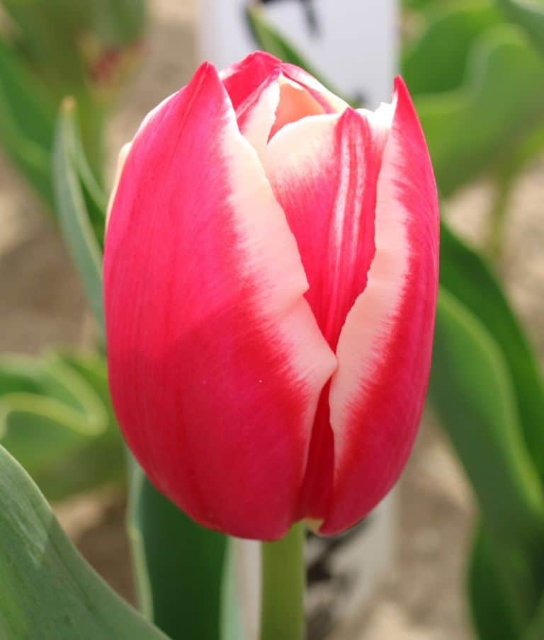 Red Tulips for Parkinsons  Laidback Gardener