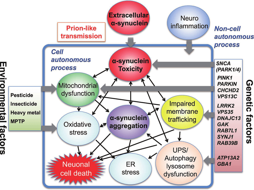 Schematic presentation of neuronal death in Parkinson